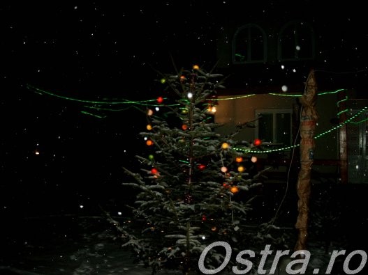 Pomul de Crăciun din curte