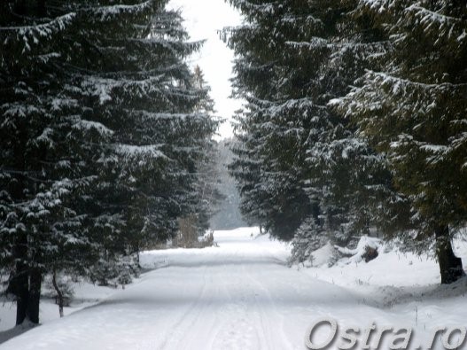 Iarna la plimbare