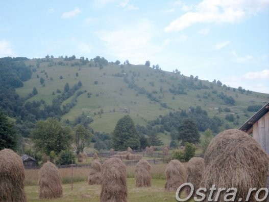Căpiţele de fân