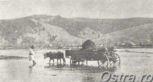 Transportul cherestelei cu carul in anu 1897 prin răul Suha  Bucovineană