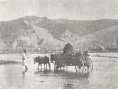 Transportul cherestelei cu carul in anu 1897 prin răul Suha  Bucovineană