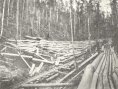 Pădure în exploatare pe Ursoaia în 1896, cu jilip şi cu şine de lemn pentru vagoane